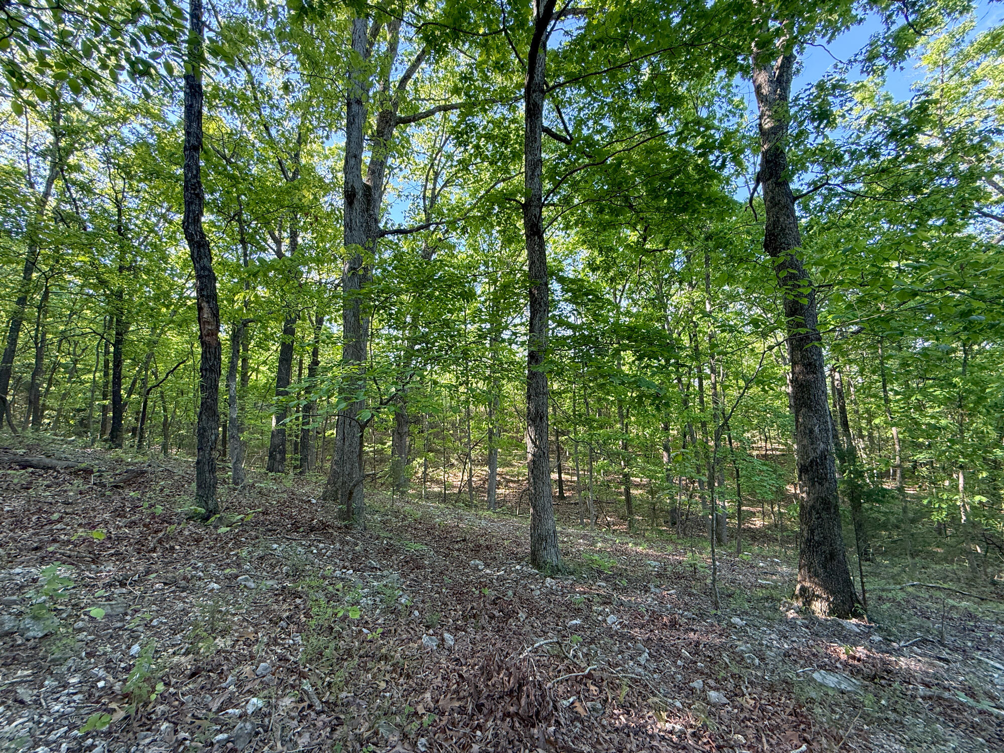 13060 Highway Ee Property Photo 63