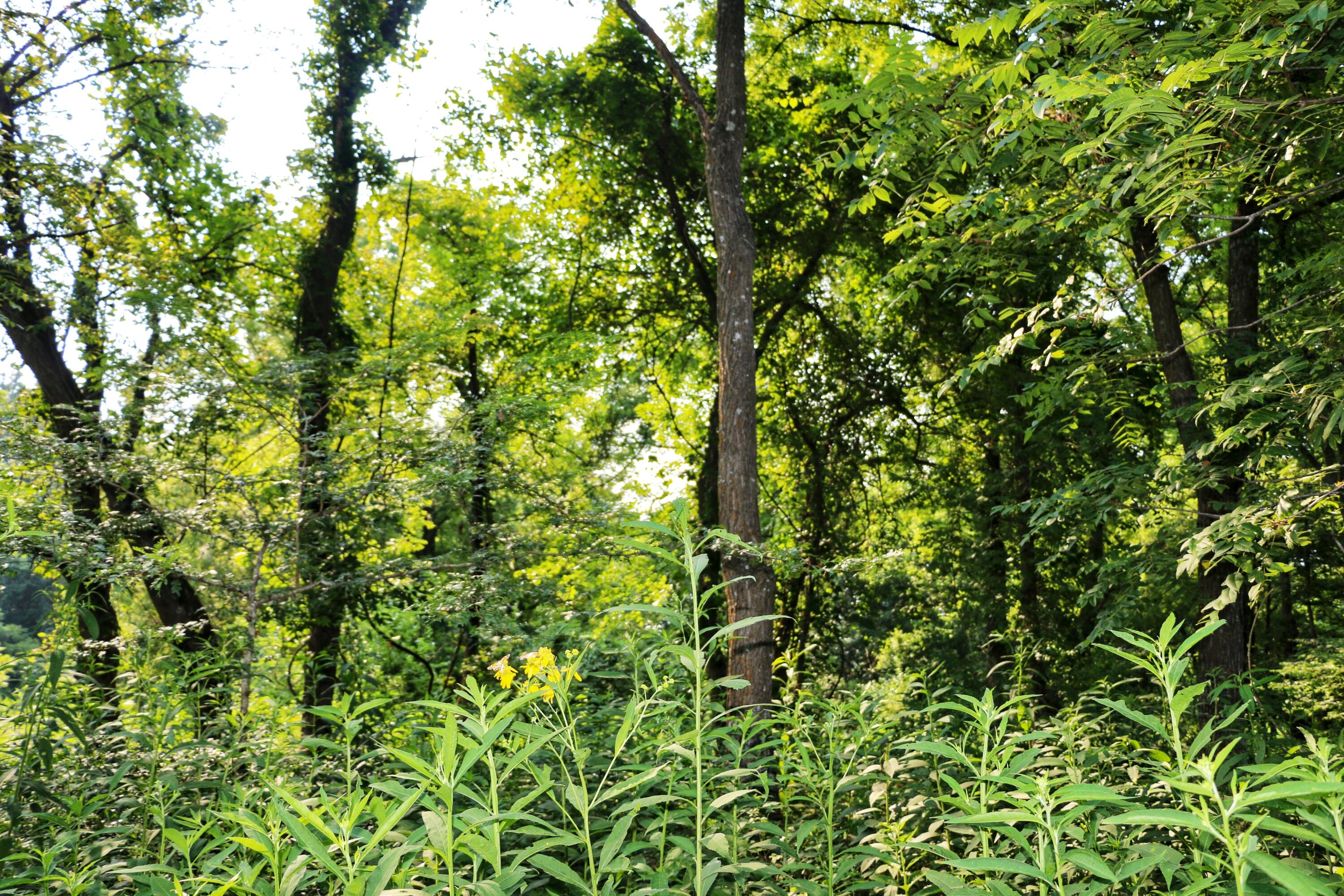 000 West Farm Road 60 - Tract 1 Property Photo 6