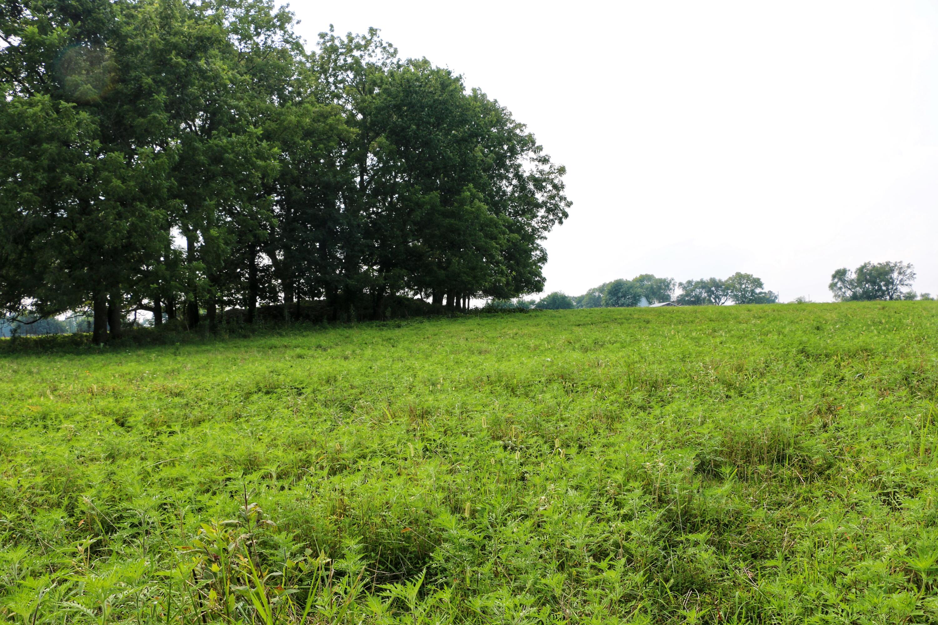 000 West Farm Road 60 - Tract 1 Property Photo 12