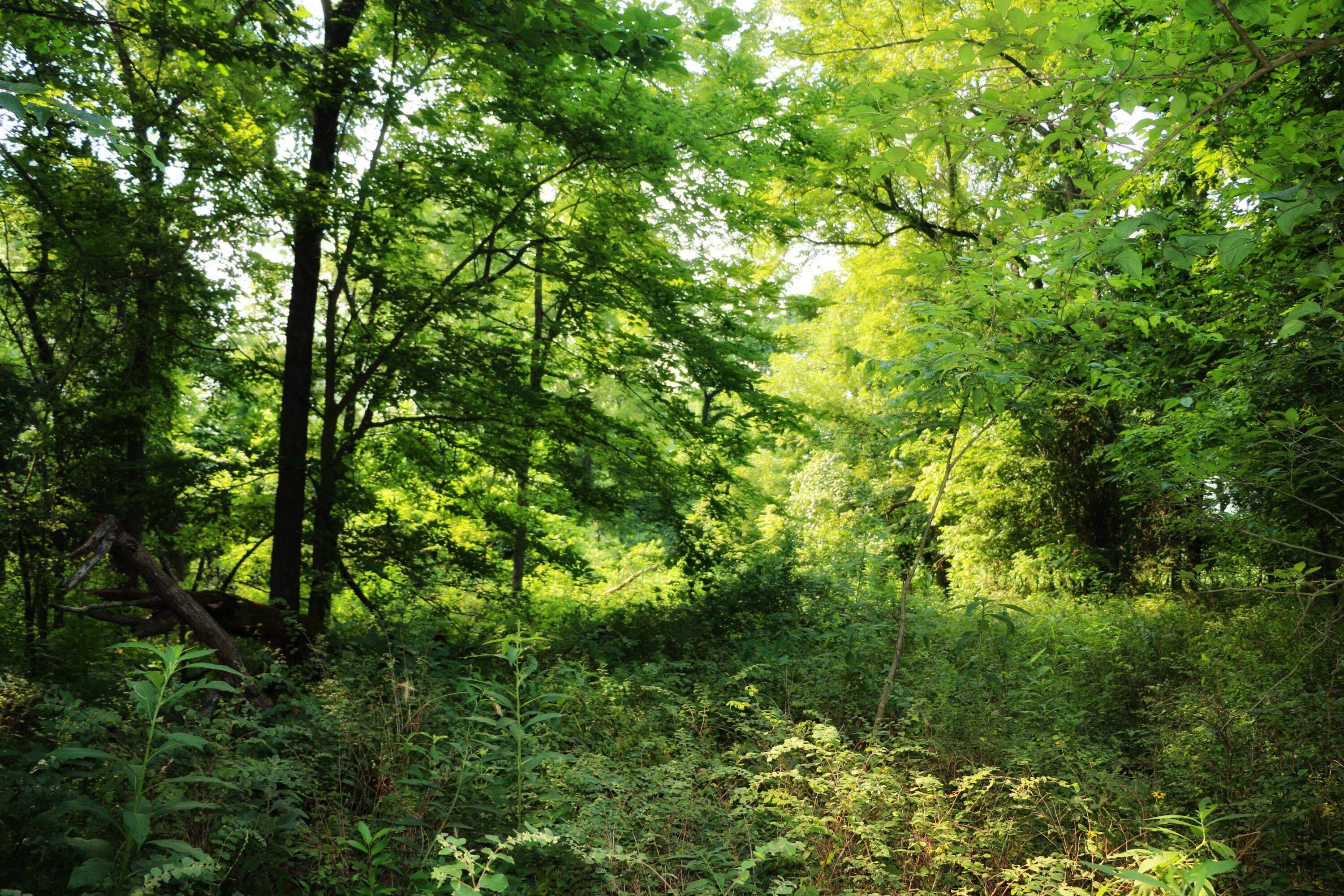 000 West Farm Road 60 - Tract 1 Property Photo 22