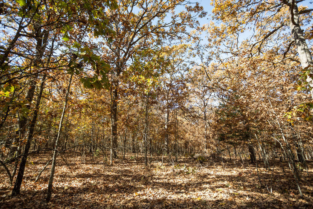 000 Woodhaven Road Property Photo