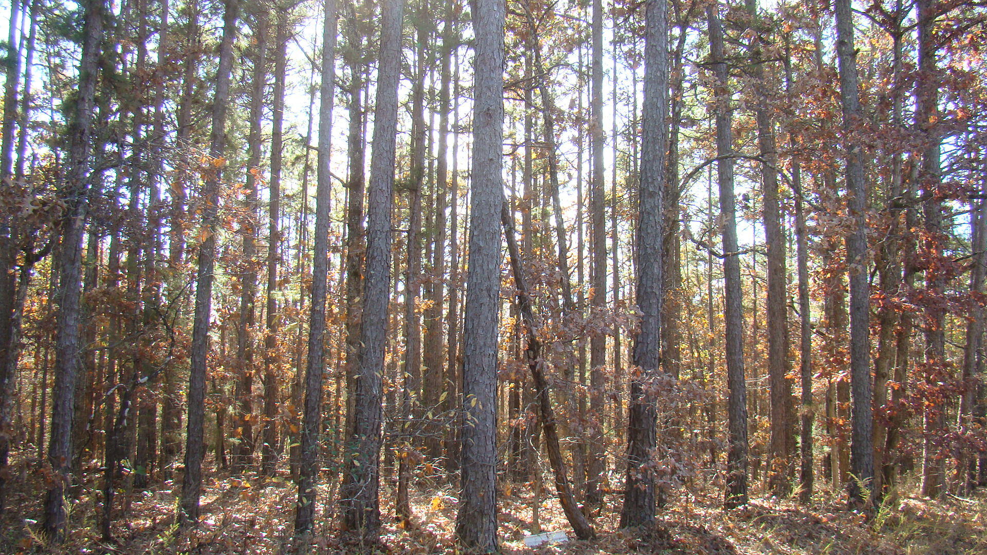 Tbd Highway K Property Photo 22