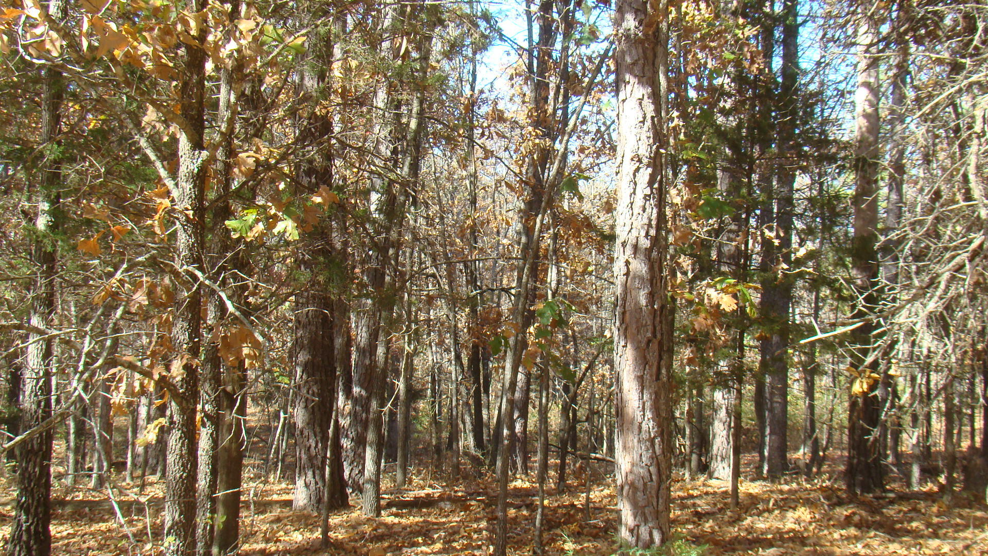 Tbd Highway K Property Photo 23