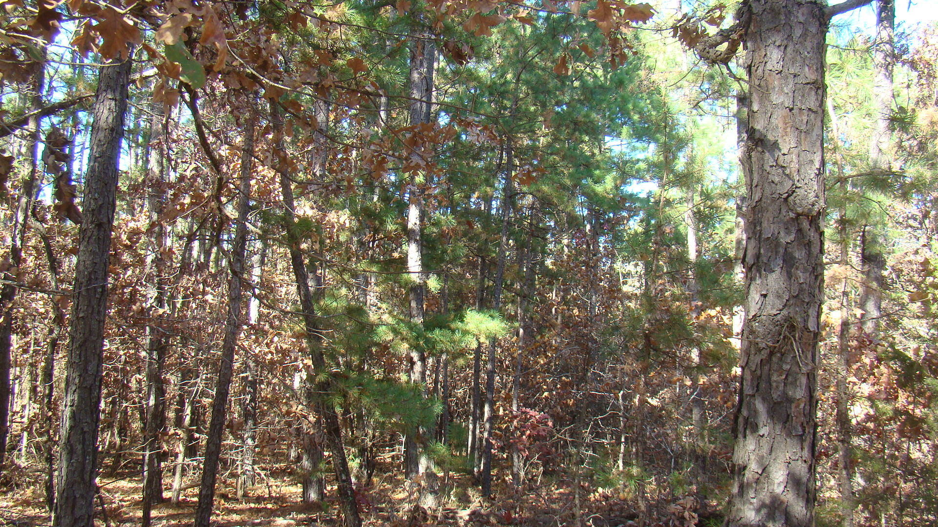 Tbd Highway K Property Photo 24