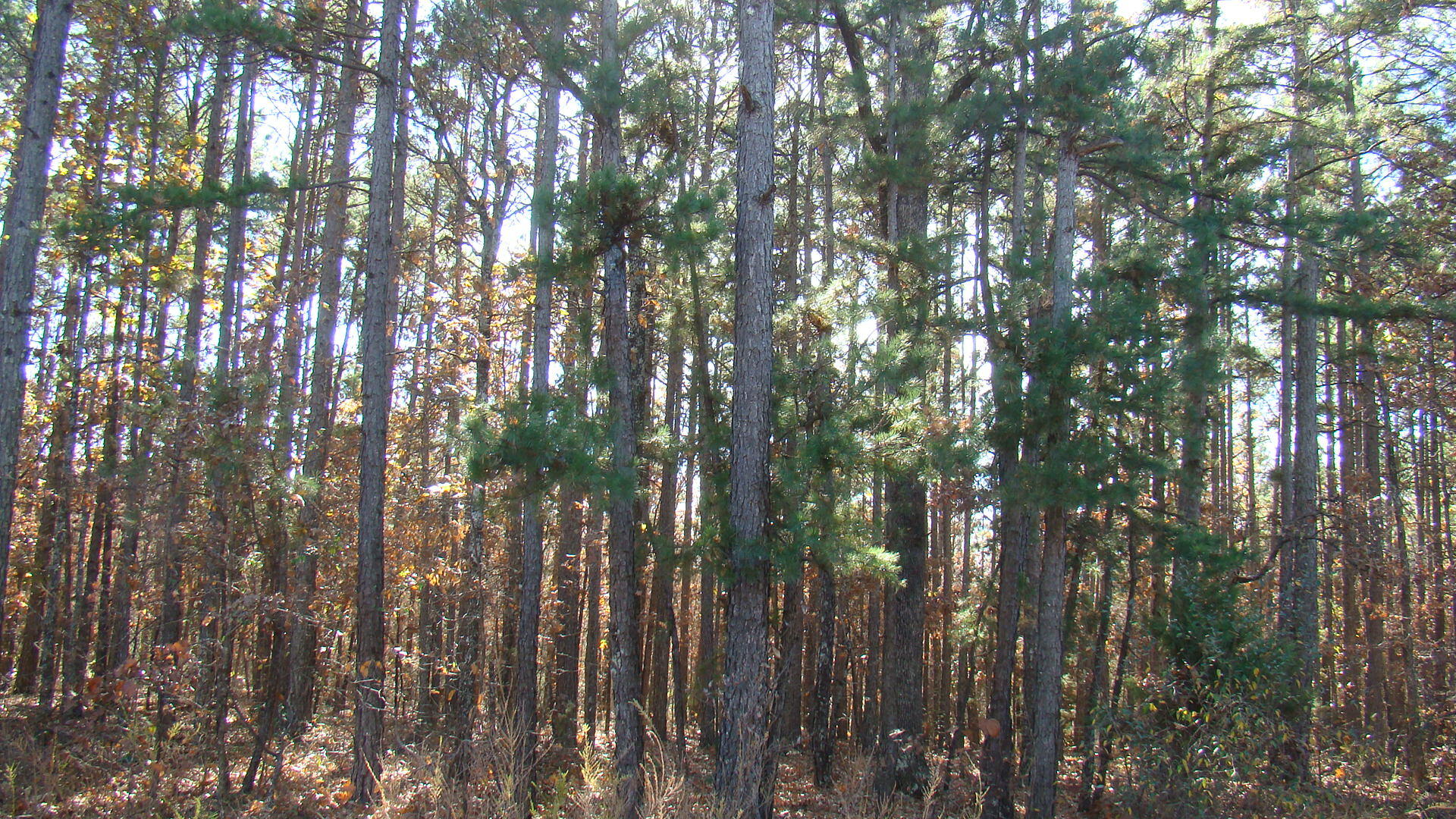 Tbd Highway K Property Photo 26