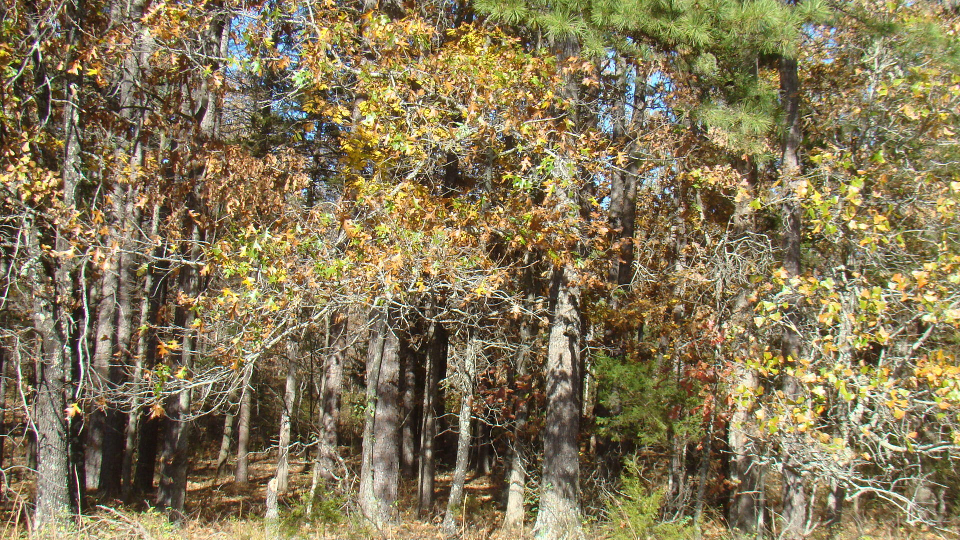 Tbd Highway K Property Photo 31