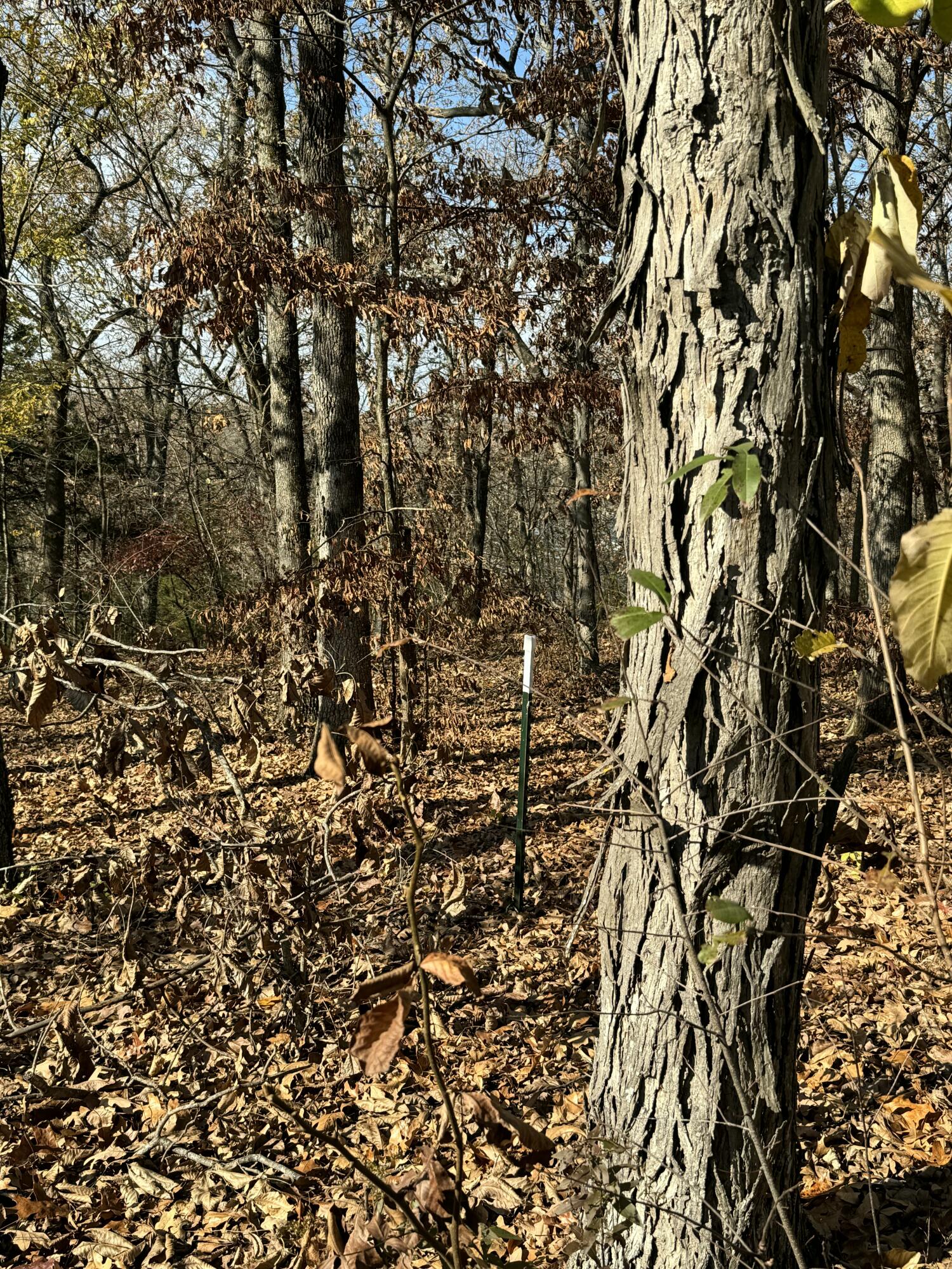 21377 Dogwood Lane Property Photo 88