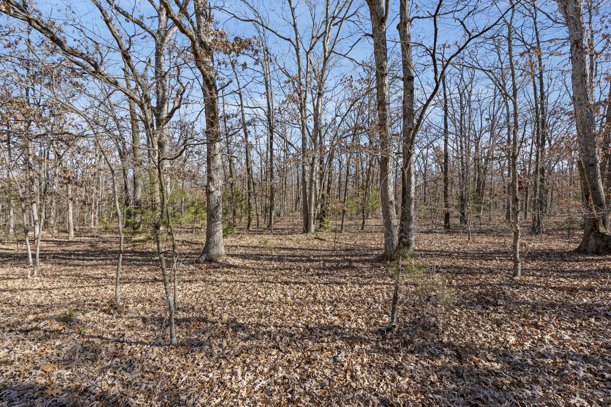 000 County Road B-250 Property Photo 13