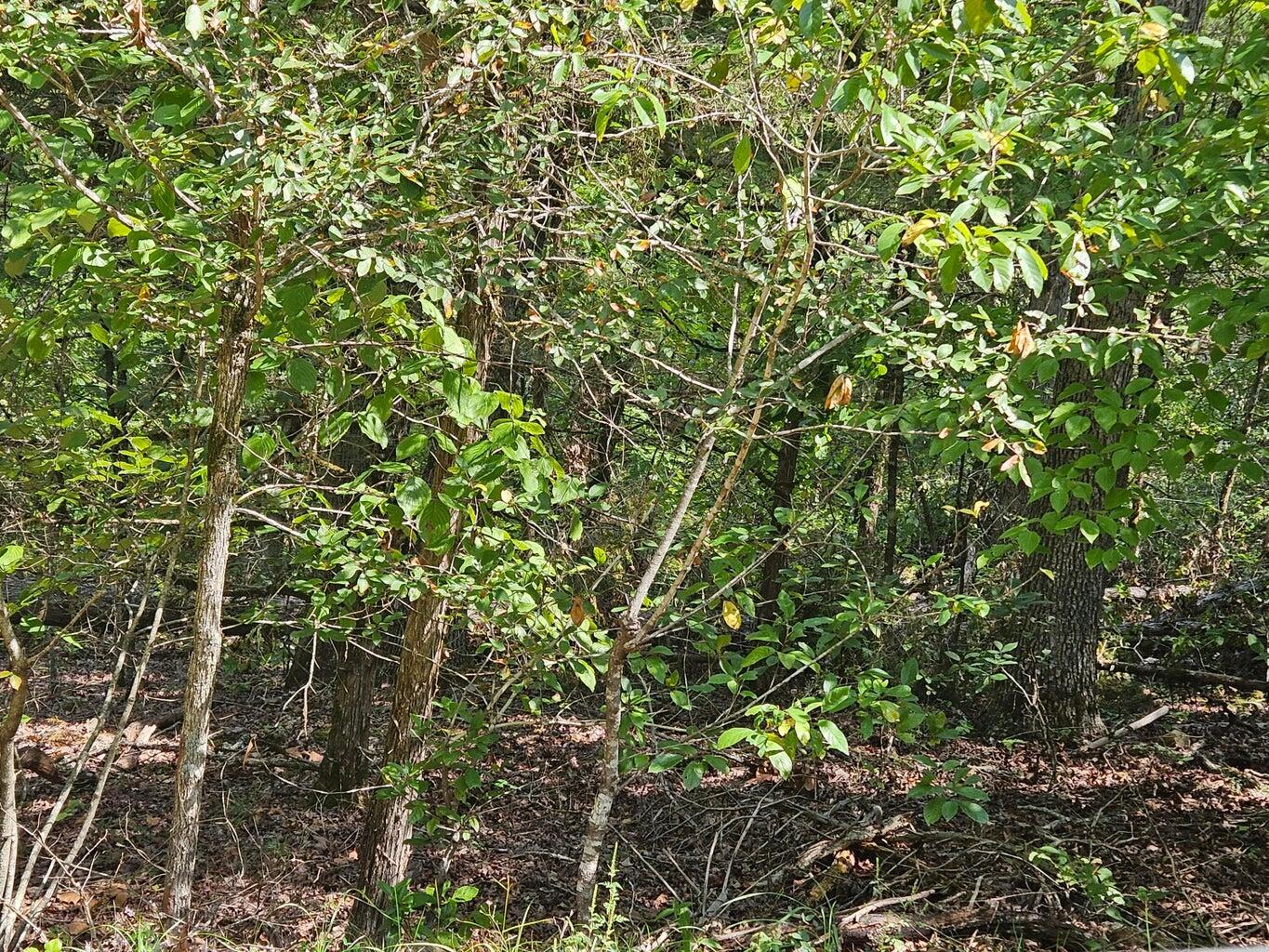 000 Tbd Cedar Hills Property Photo 8