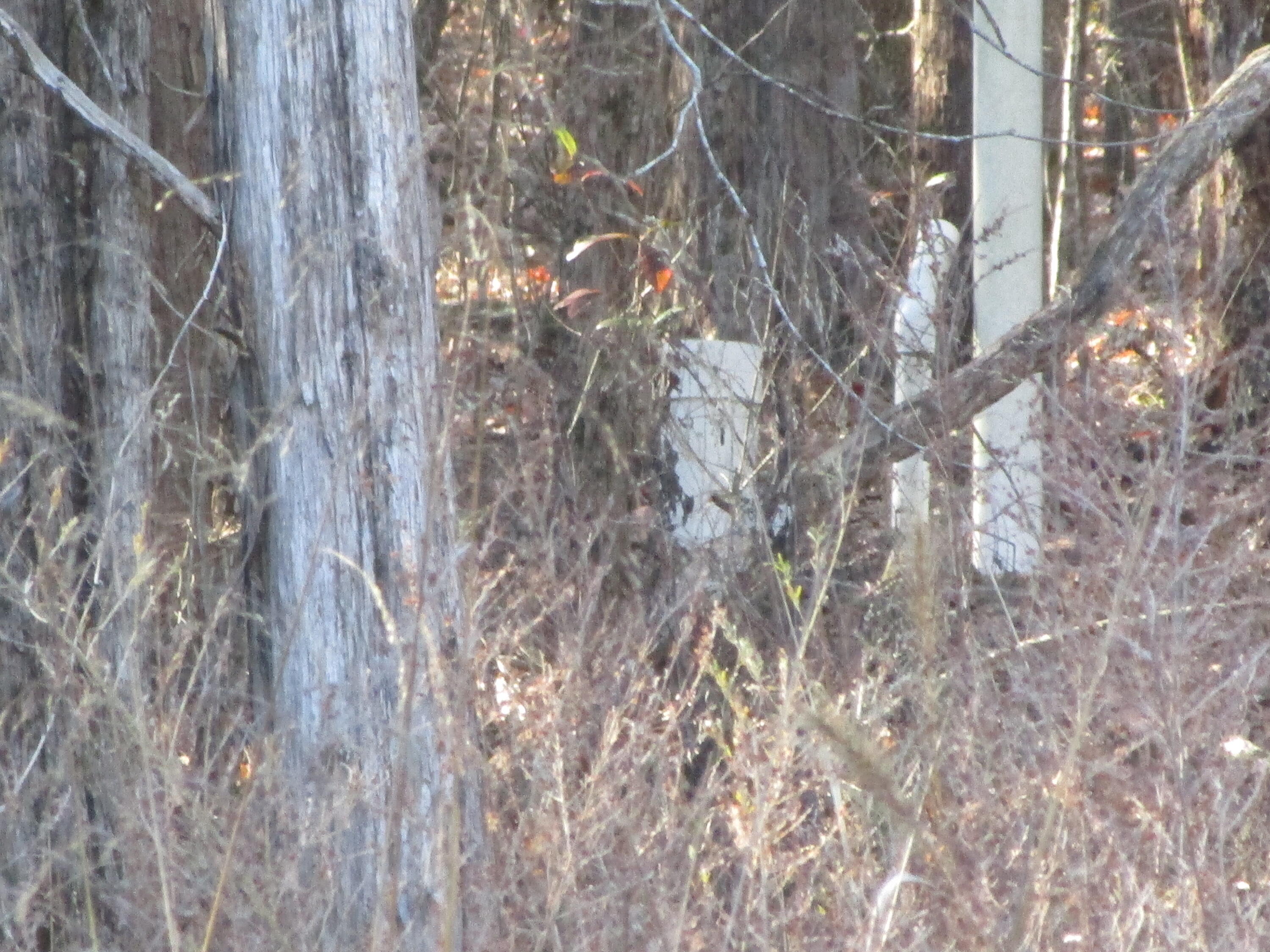 000 East Mockingbird Property Photo 6