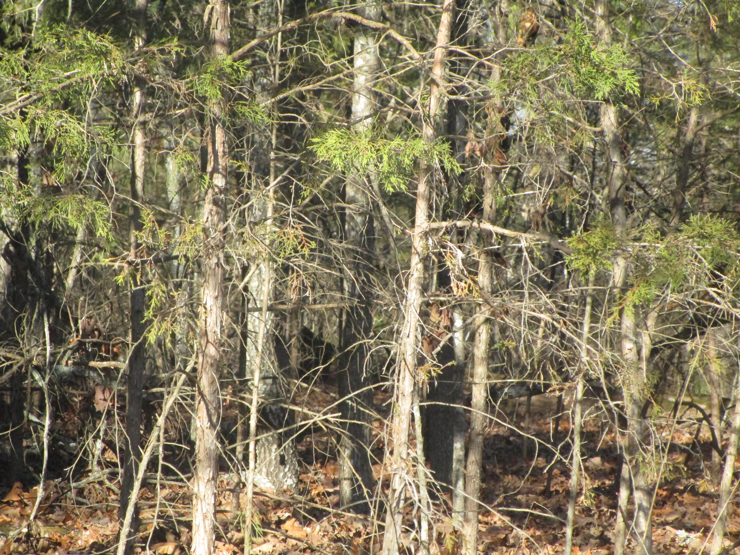 000 East Mockingbird Property Photo 9