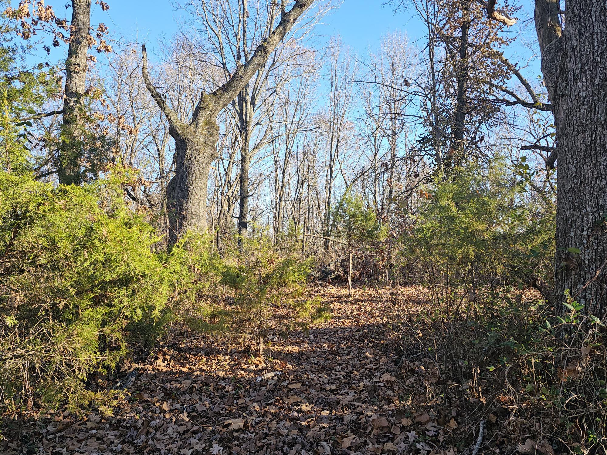20 Ac Jesse James Road Property Photo 2