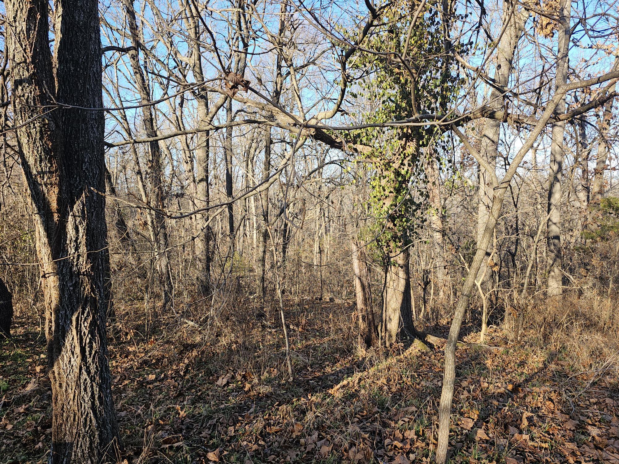 20 Ac Jesse James Road Property Photo 5