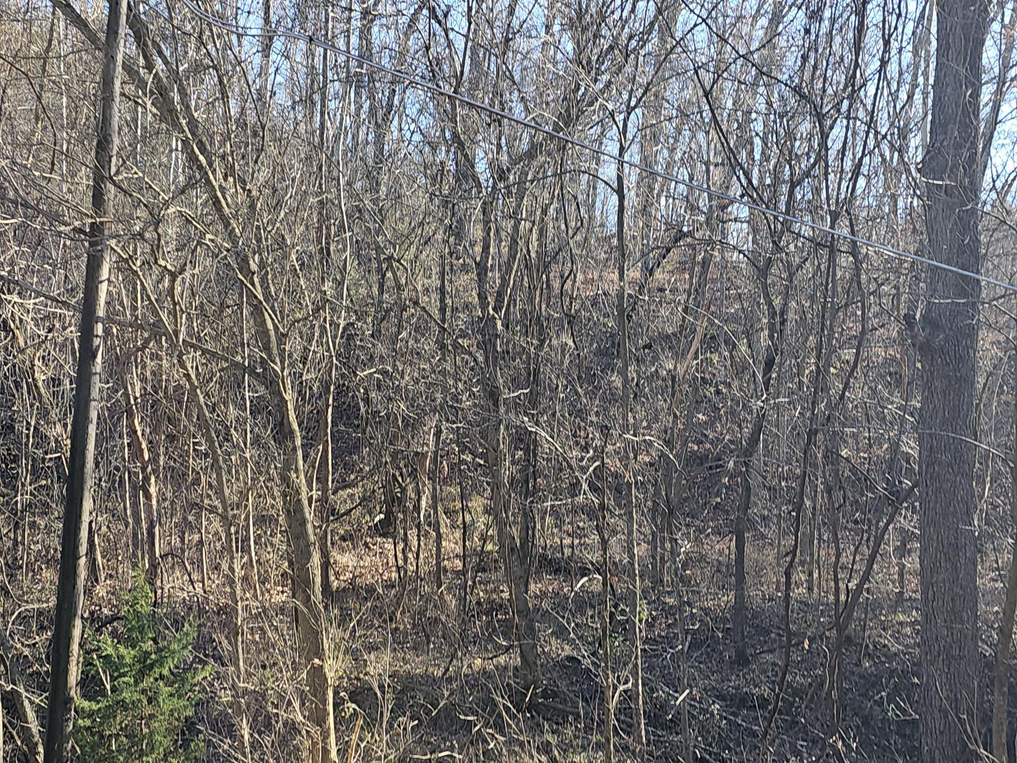 46 Ac Route Ee Property Photo 3
