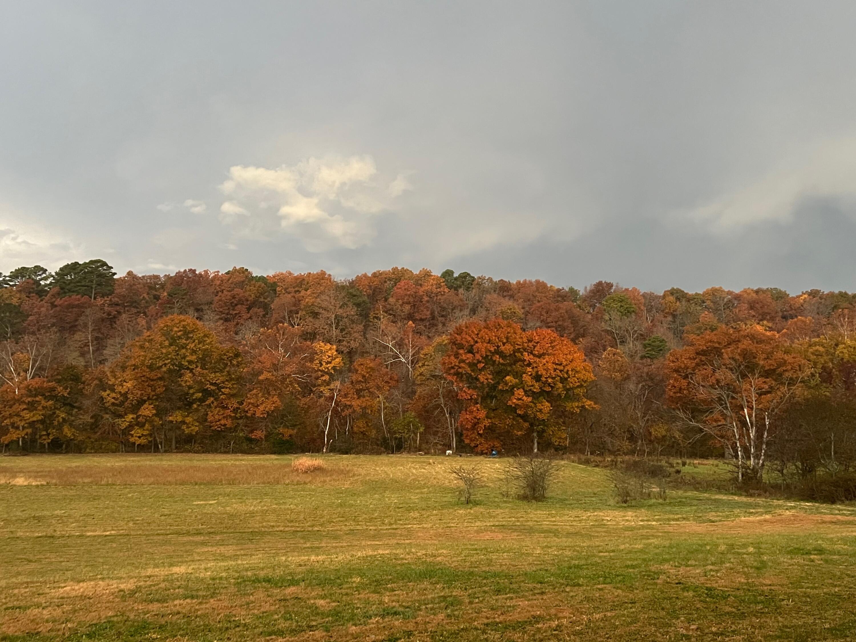 467 White Creek Road Property Photo 52