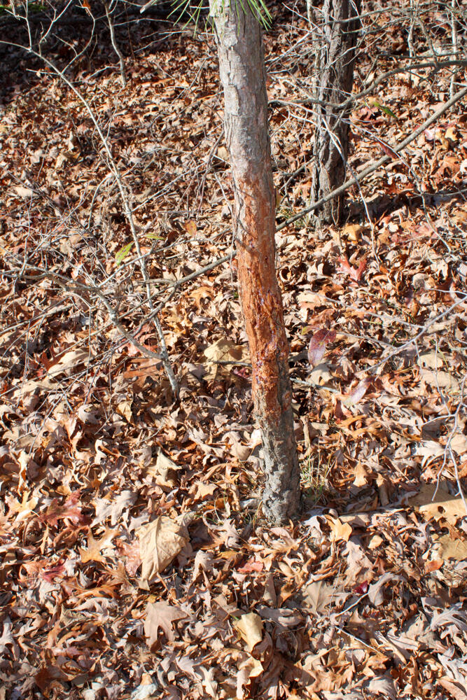 0000 County Road 336 Property Photo 53