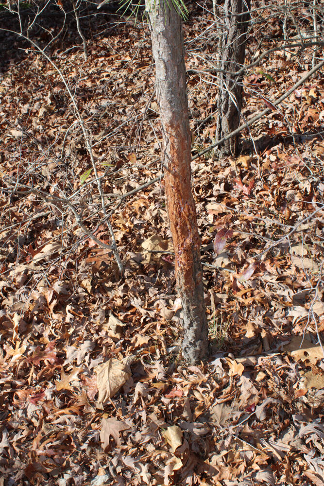 0000 County Road 336 Property Photo 52