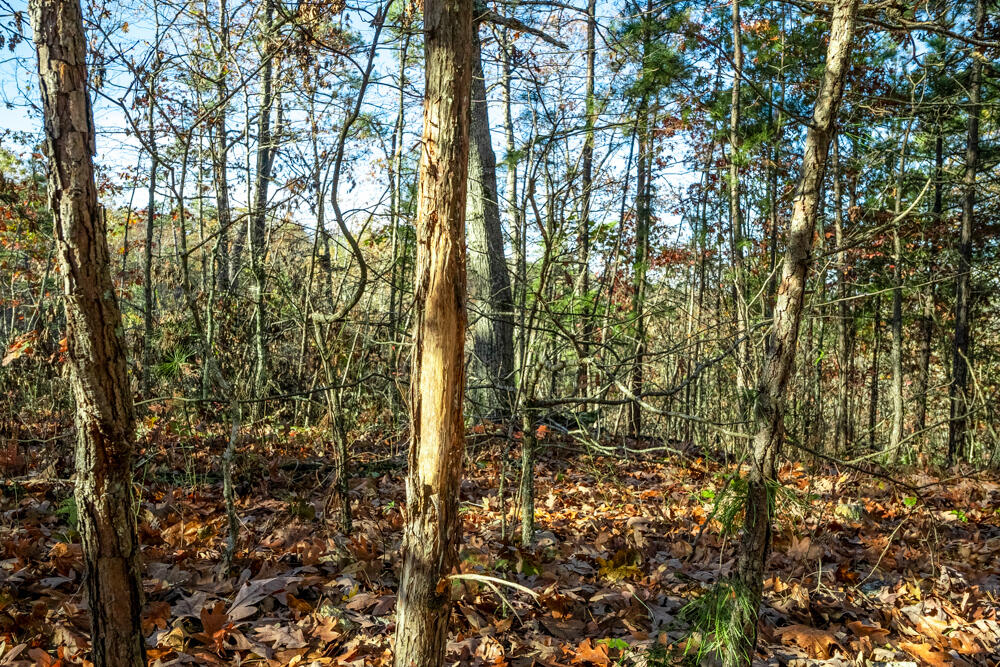 0000 County Road 336 Property Photo 23