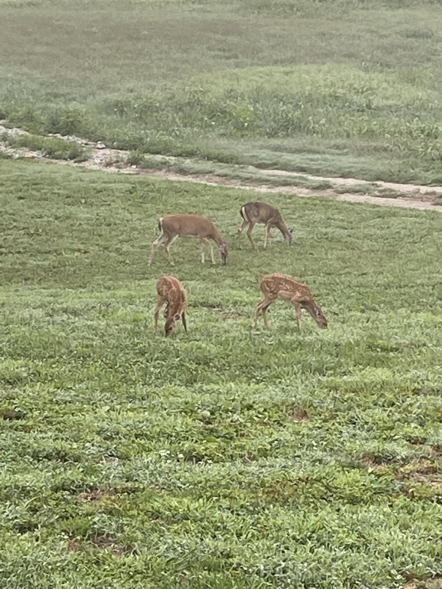 1243 County Road 2410 Property Photo 41