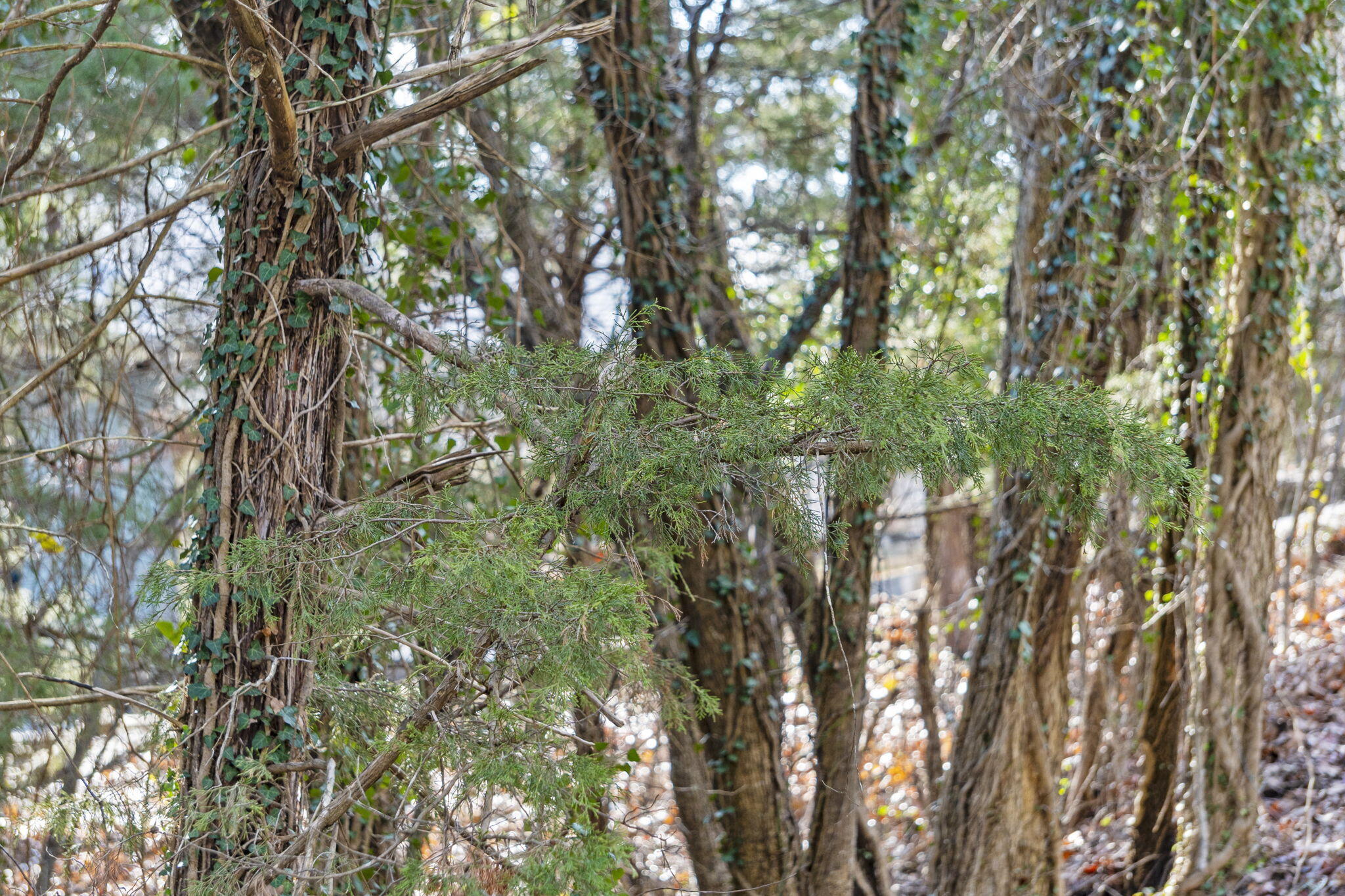 Lot 12 Elm Drive Property Photo 17