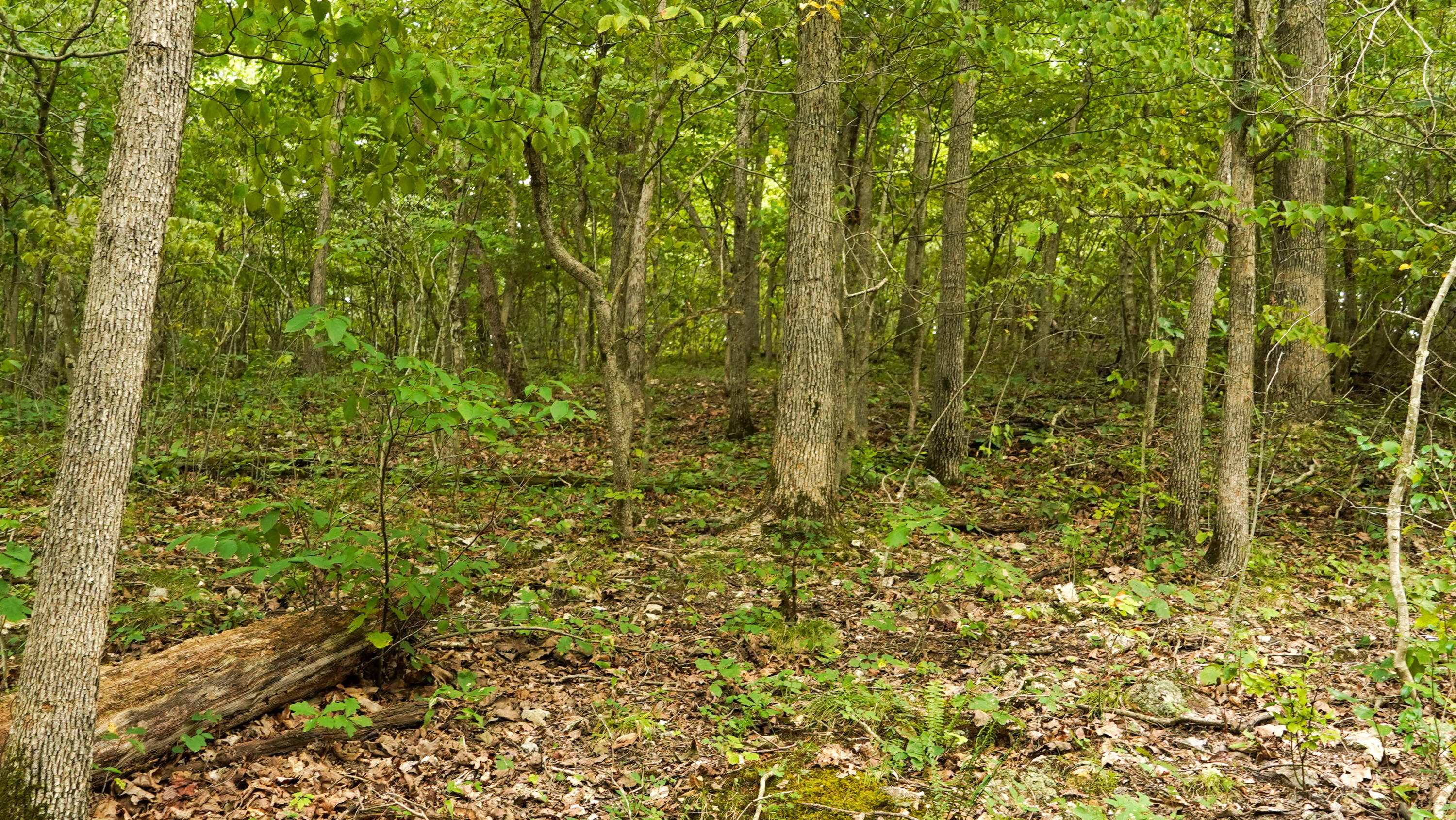 000 N State Highway 7 Property Photo 54