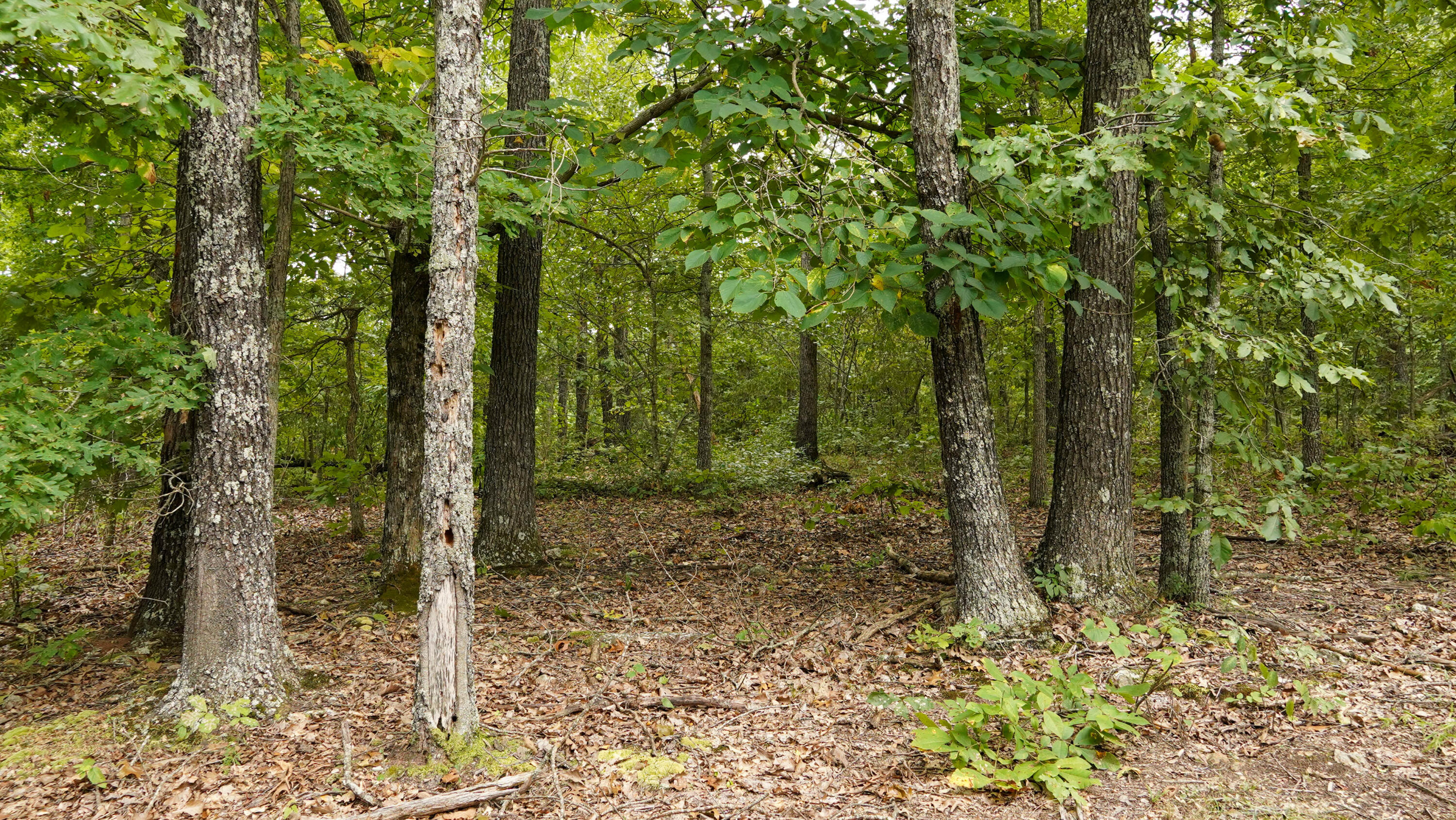 000 N State Highway 7 Property Photo 60