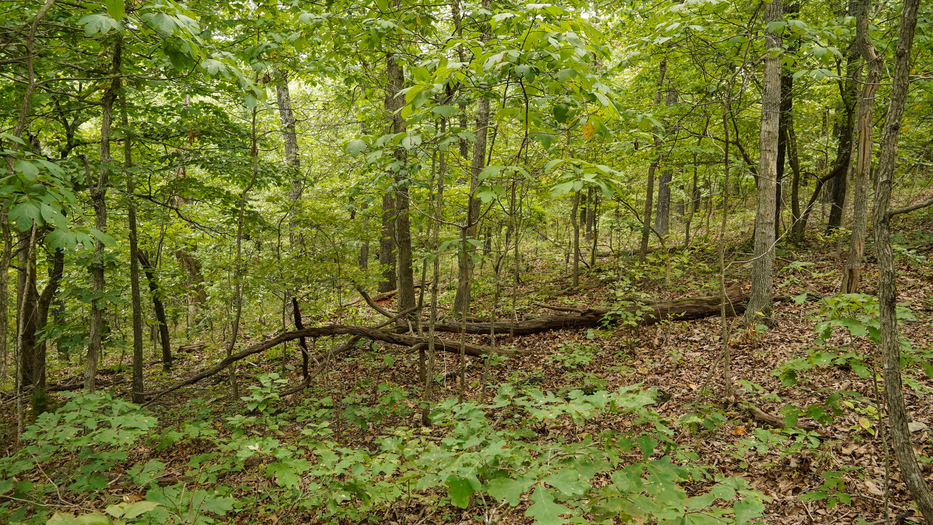 000 N State Highway 7 Property Photo 68