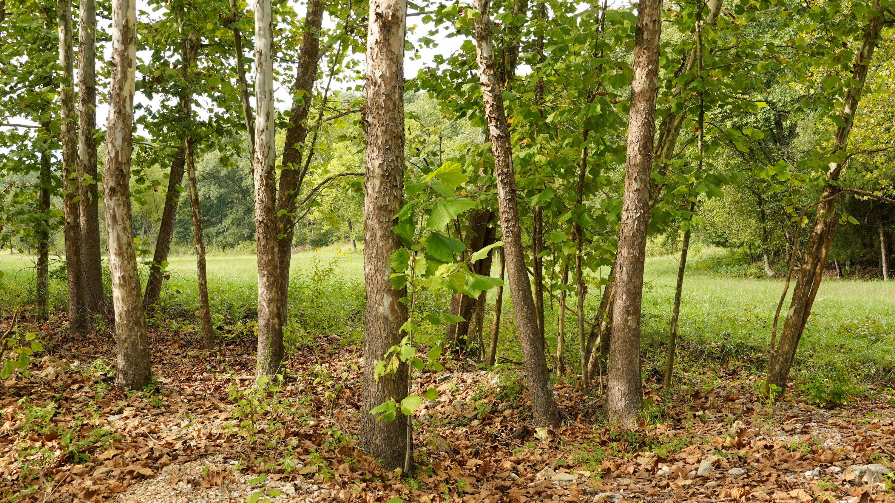 000 N State Highway 7 Property Photo 72