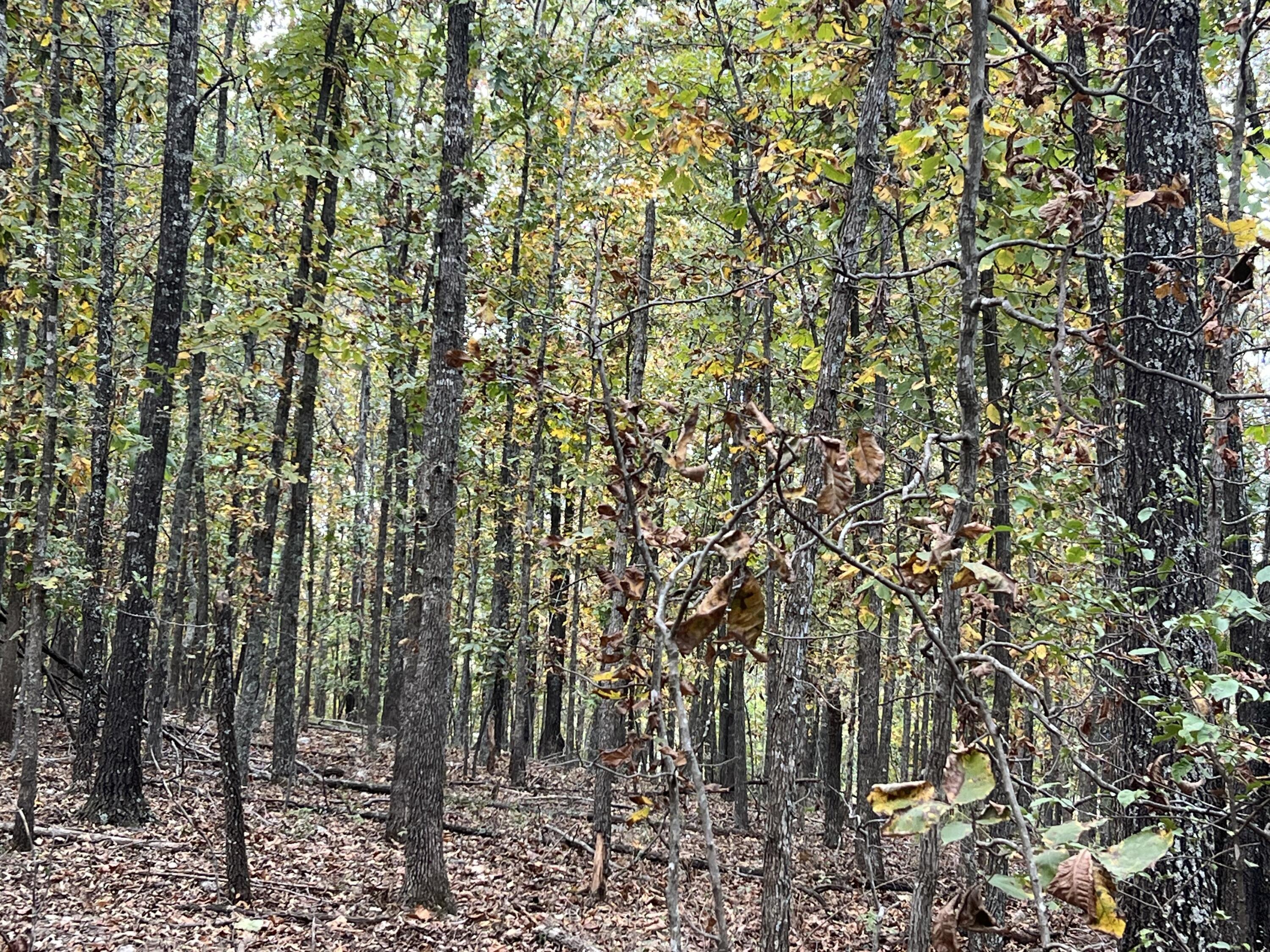 Lot 1 County Road 113 Property Photo 4