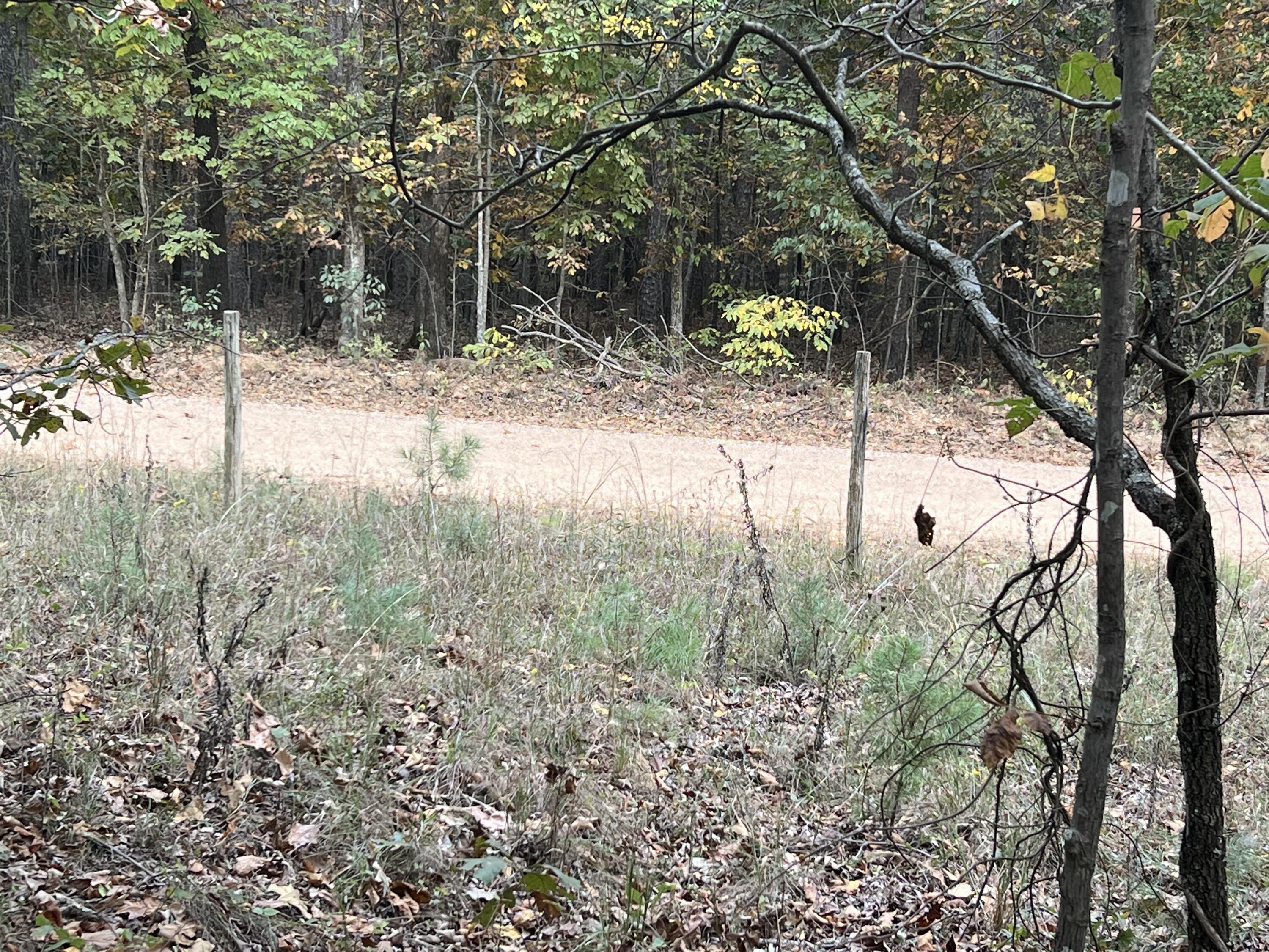Lot 1 County Road 113 Property Photo 5