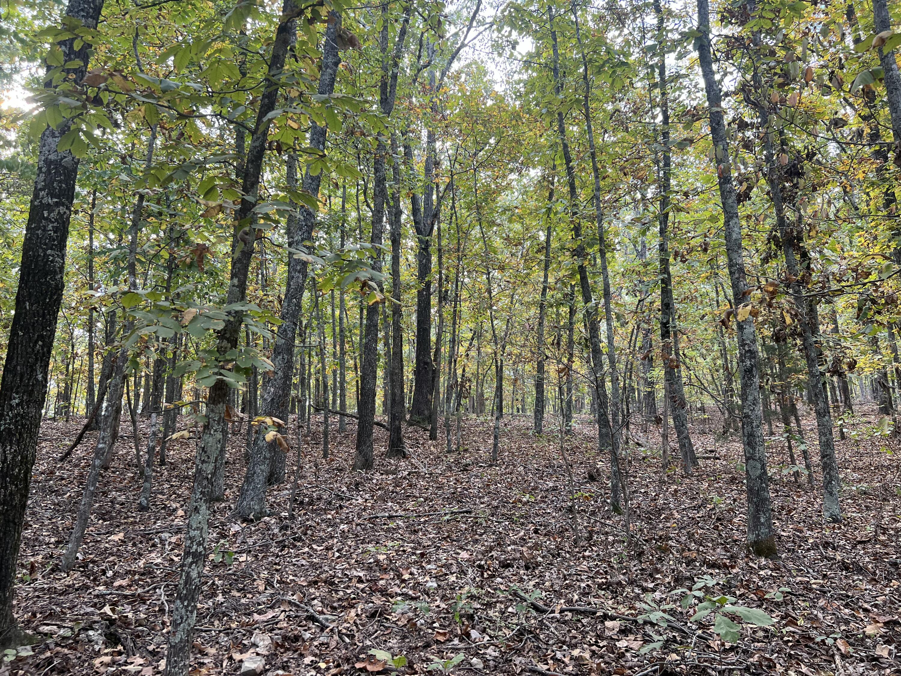 Lot 3 County Road 113 Property Photo 3
