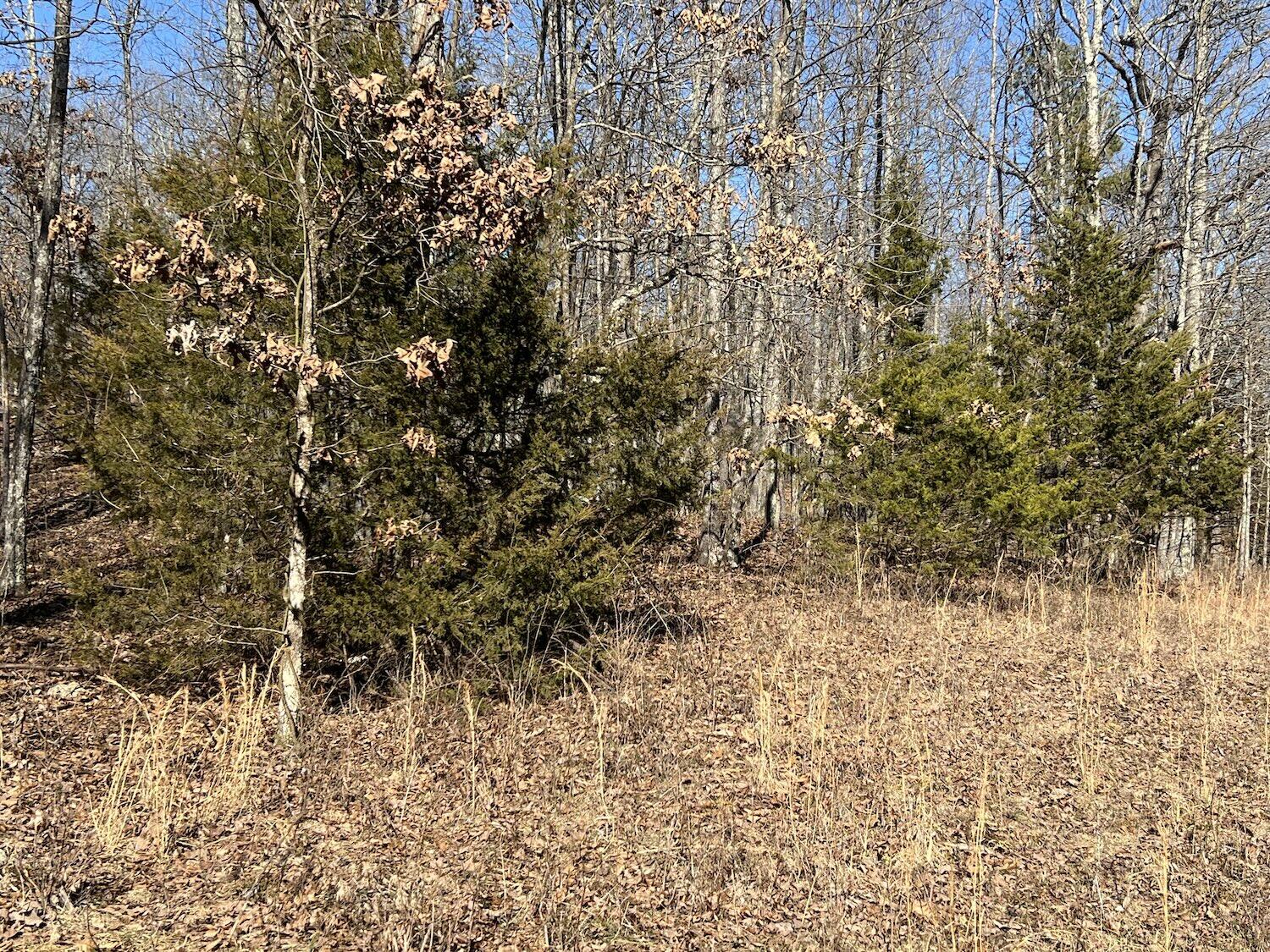 Lot 3 County Road 113 Property Photo 5