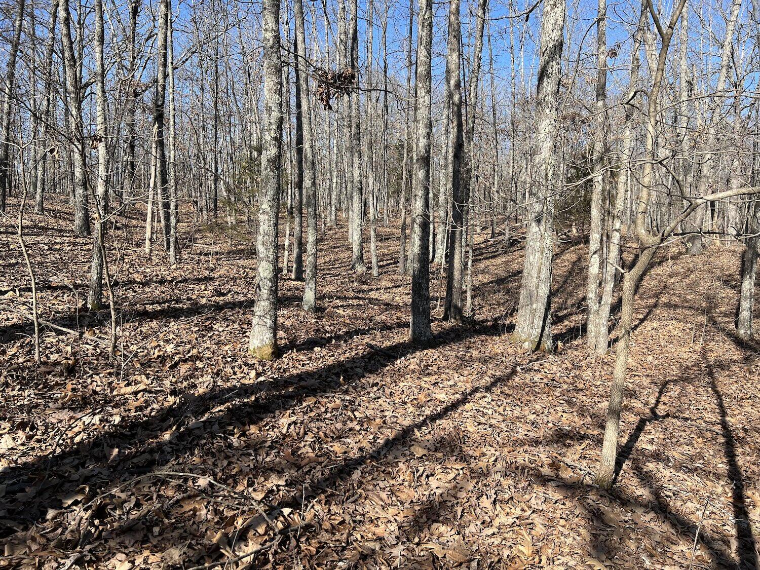 Lot 3 County Road 113 Property Photo 7