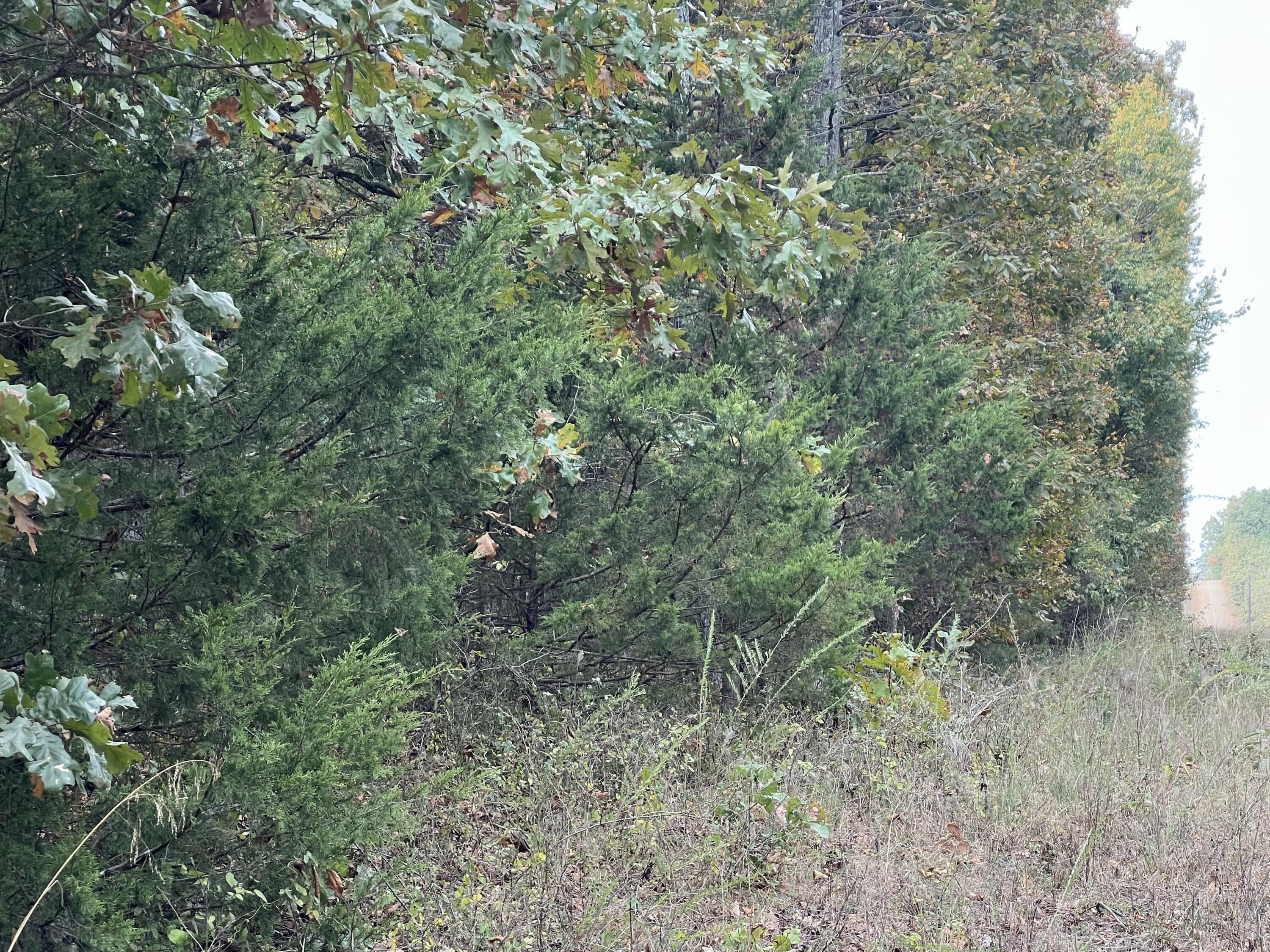 Lot 3 County Road 113 Property Photo 7