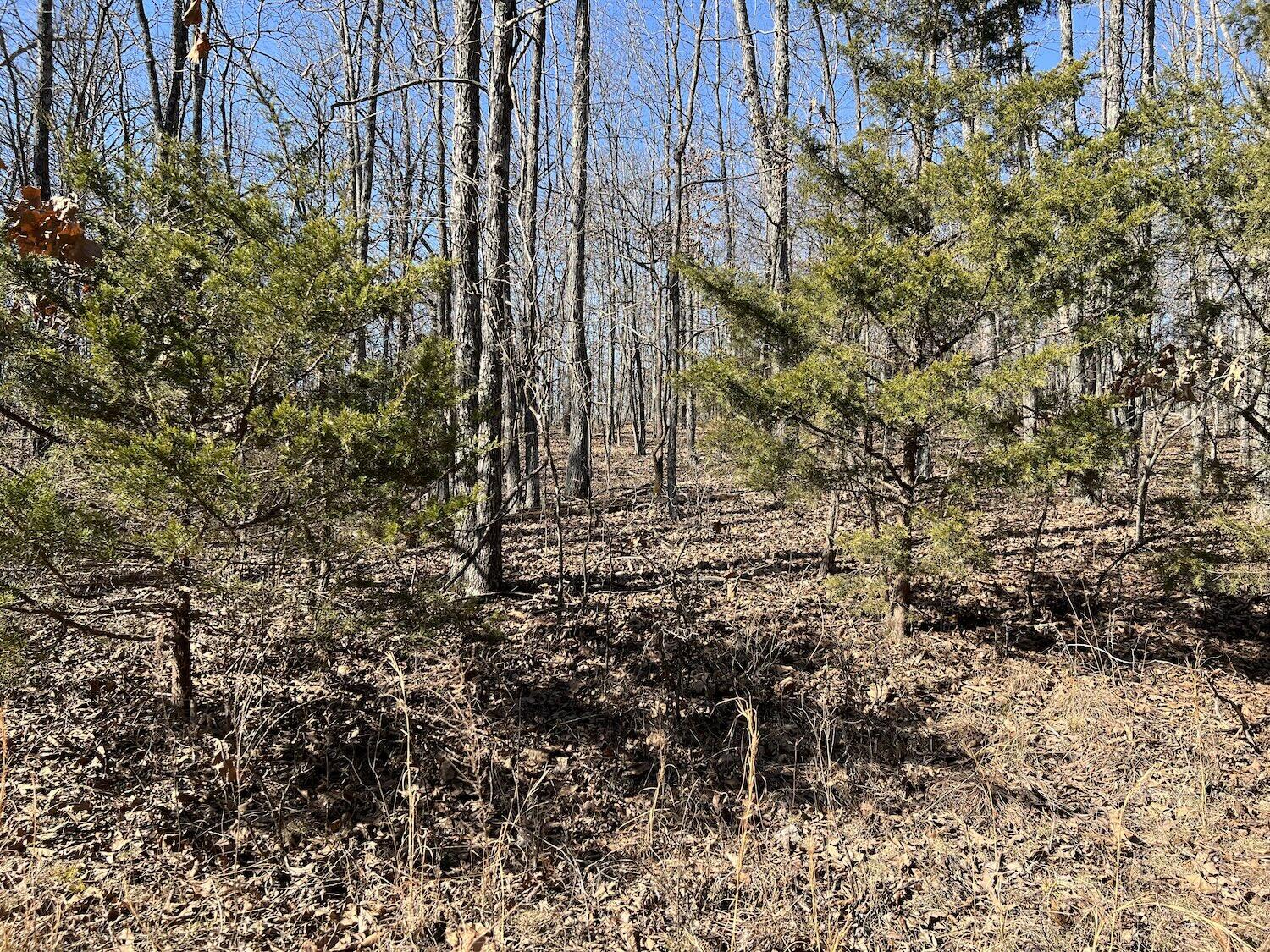 Lot 3 County Road 113 Property Photo 8