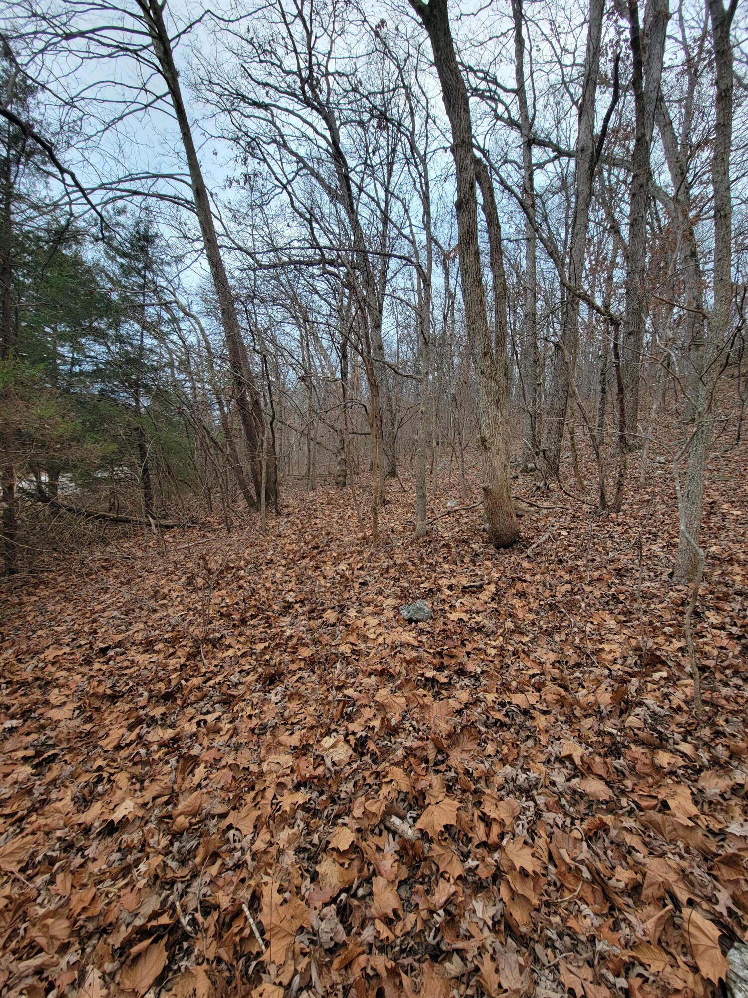 000 State Highway Z Property Photo 6
