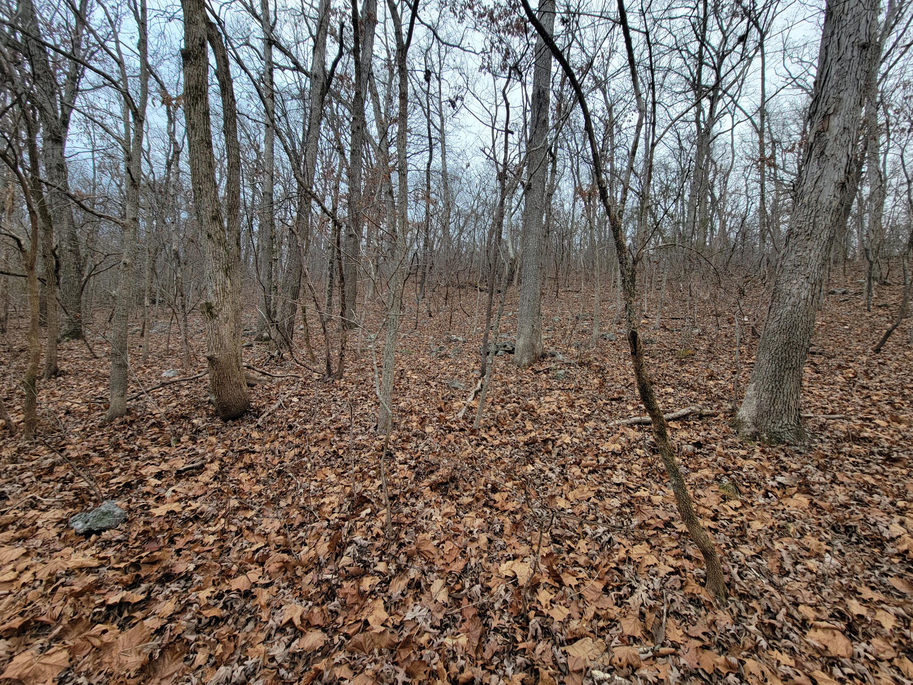 000 State Highway Z Property Photo 10