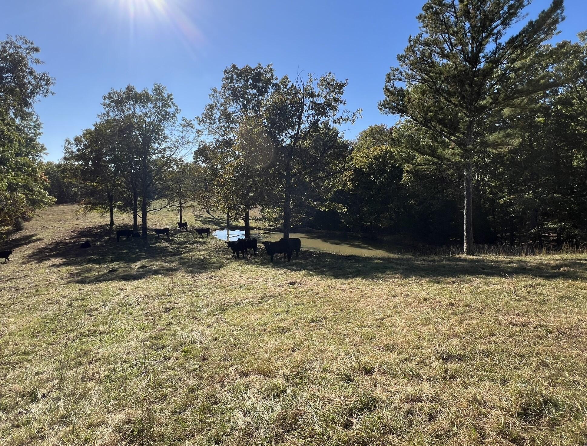 264 County Road 1130 Property Photo 87