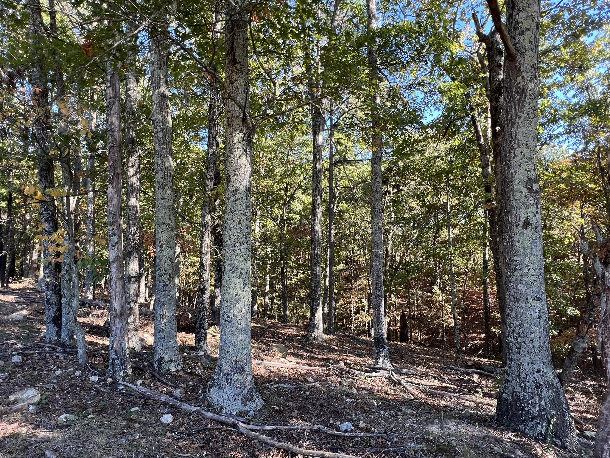 264 County Road 1130 Property Photo 90
