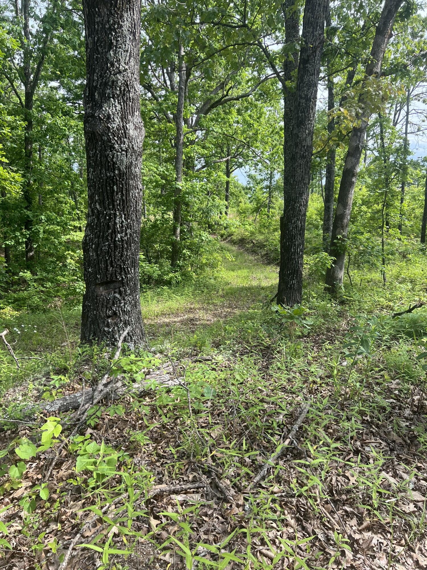 Tbd State Hwy Y Property Photo 9