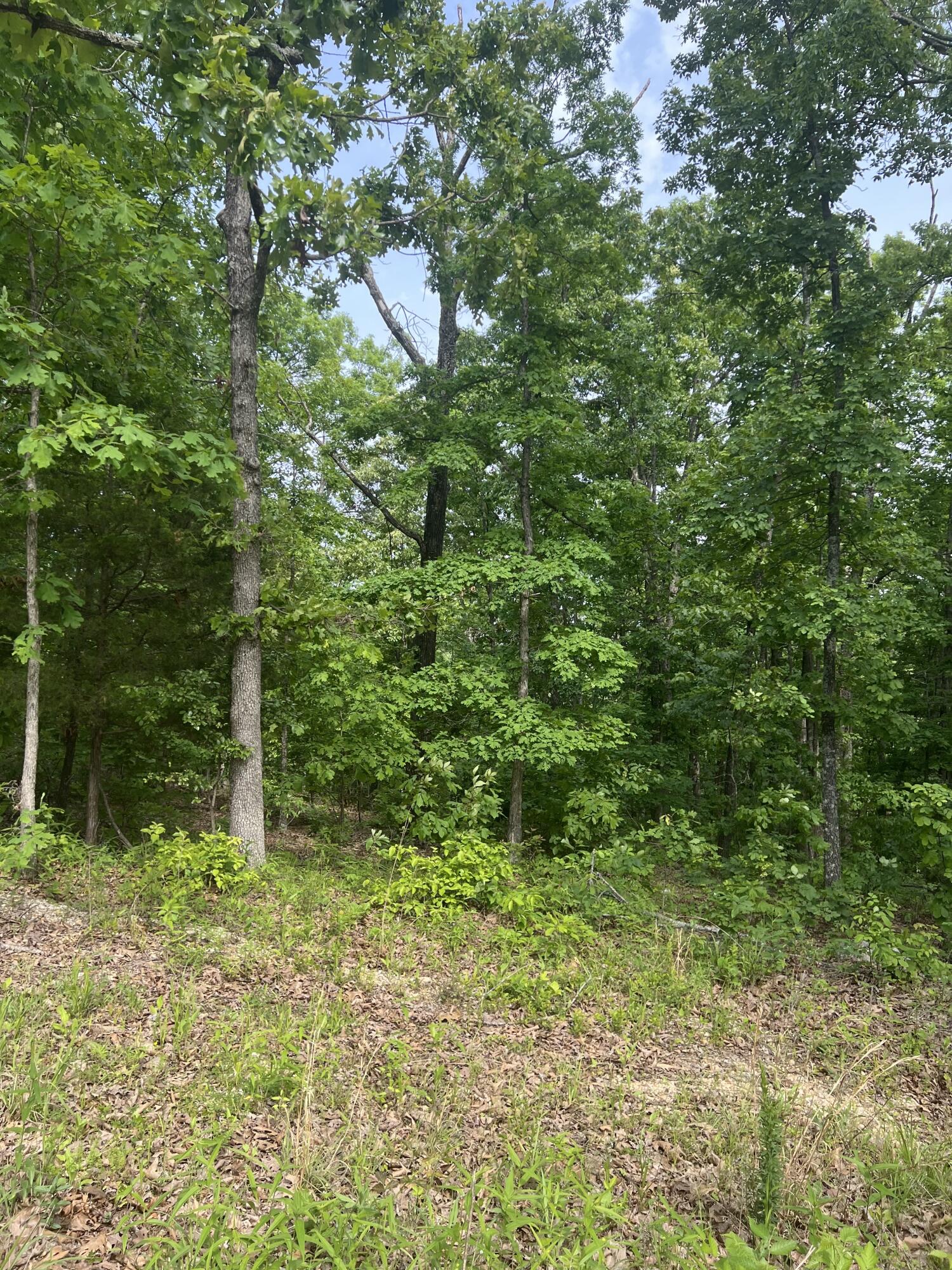 Tbd State Hwy Y Property Photo 10