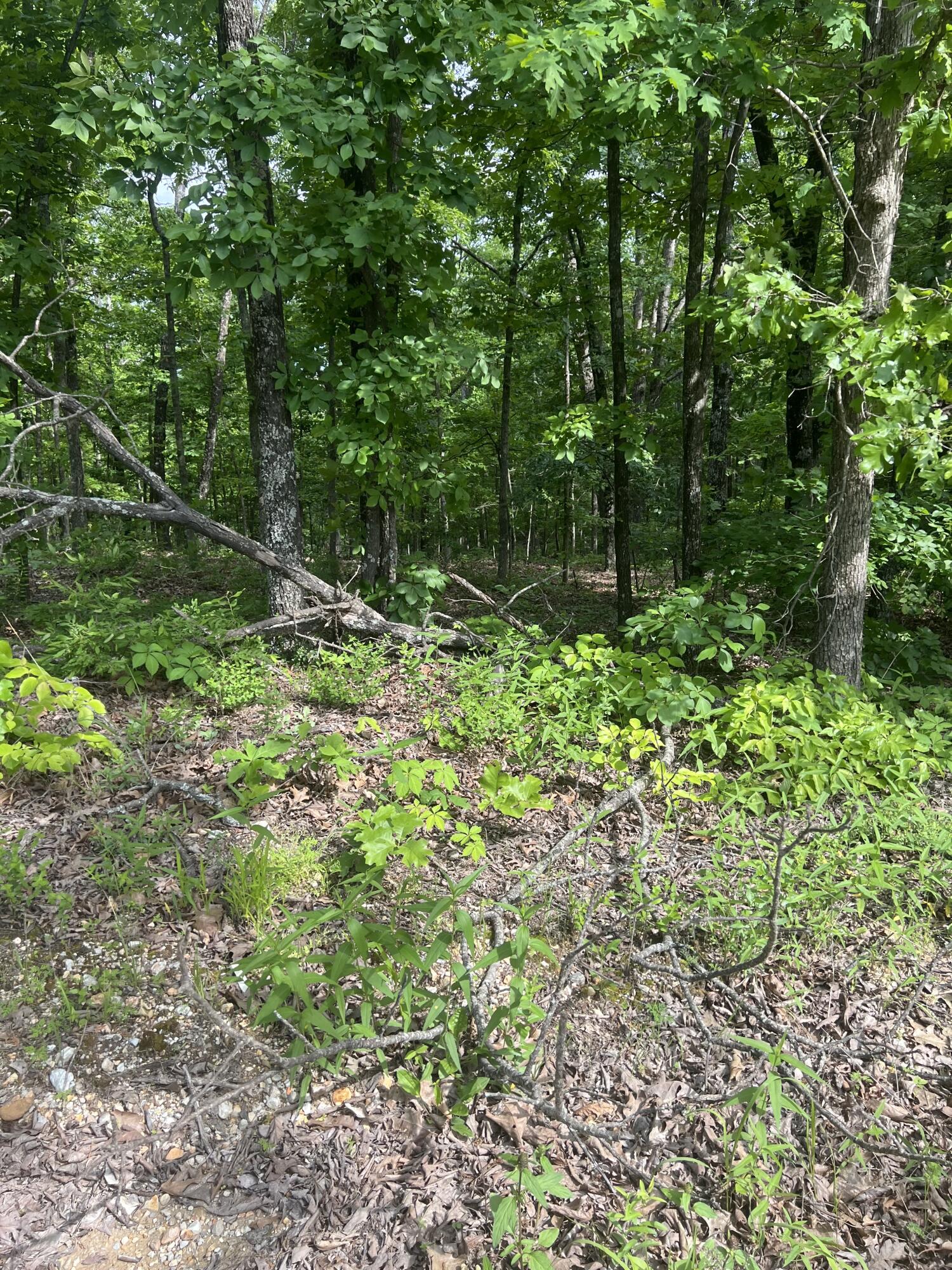 Tbd State Hwy Y Property Photo 12