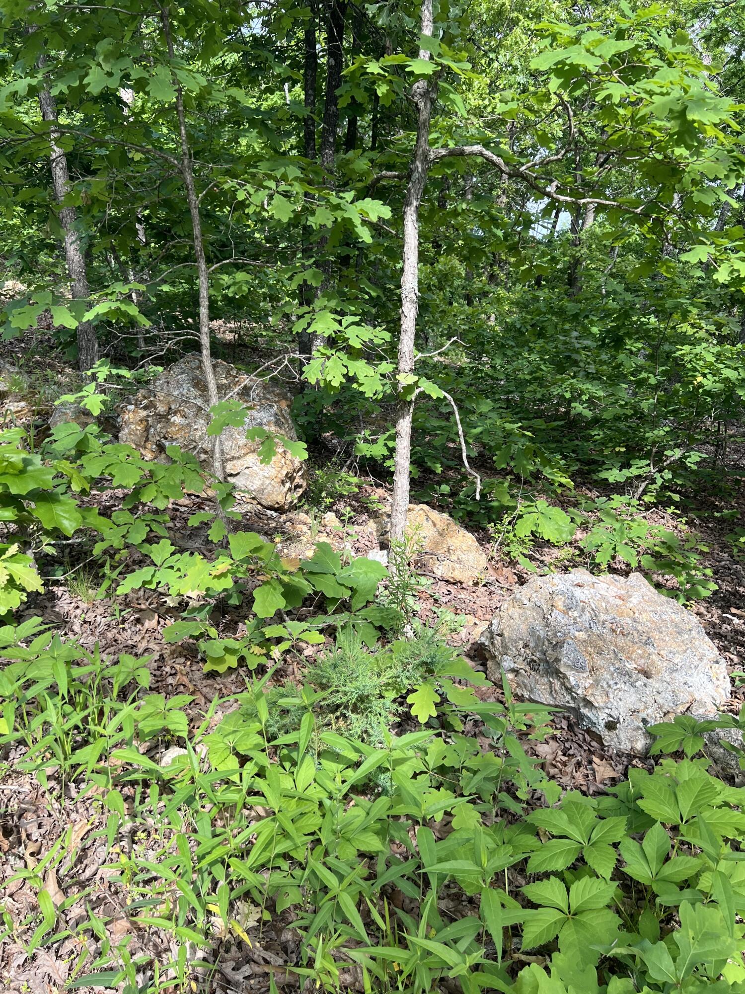 Tbd State Hwy Y Property Photo 14