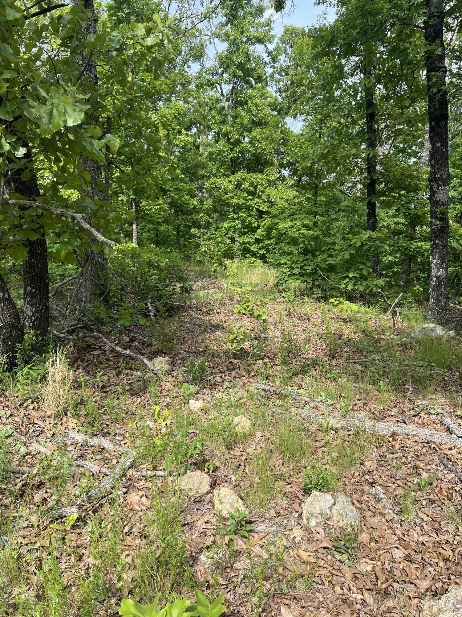 Tbd State Hwy Y Property Photo 16