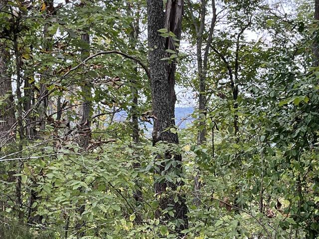 Lot 20 Rabbit Run Property Photo 2
