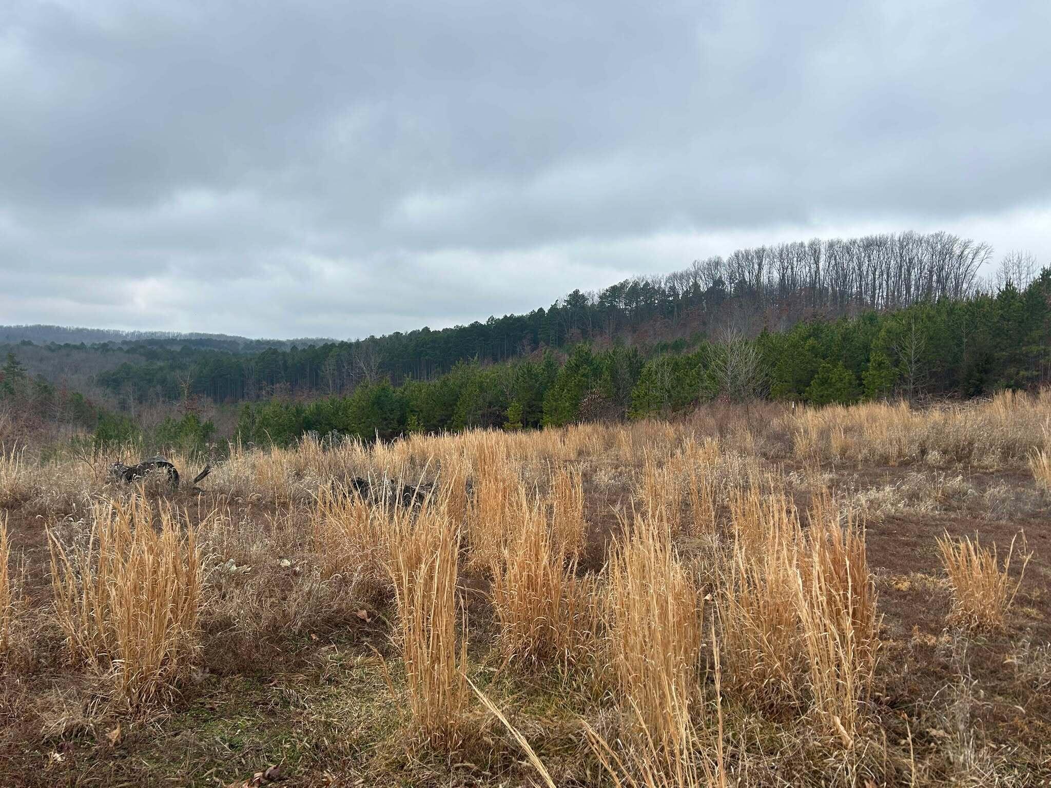 Tbd County Road C-230 Property Photo 6