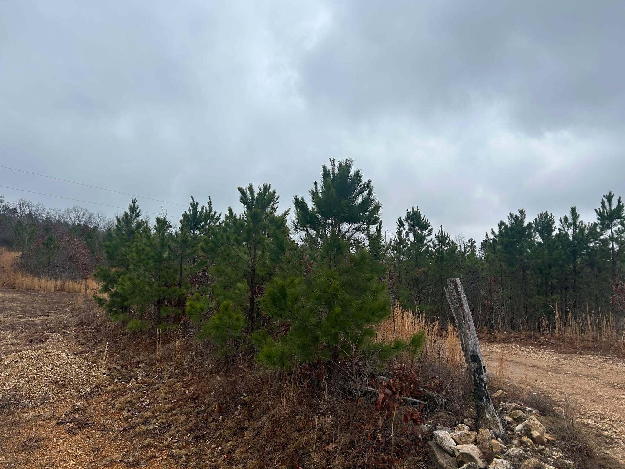 Tbd County Road C-230 Property Photo 13