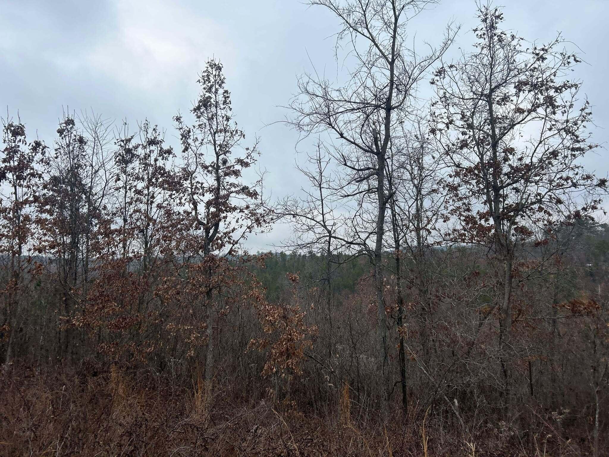 Tbd County Road C-230 Property Photo 14