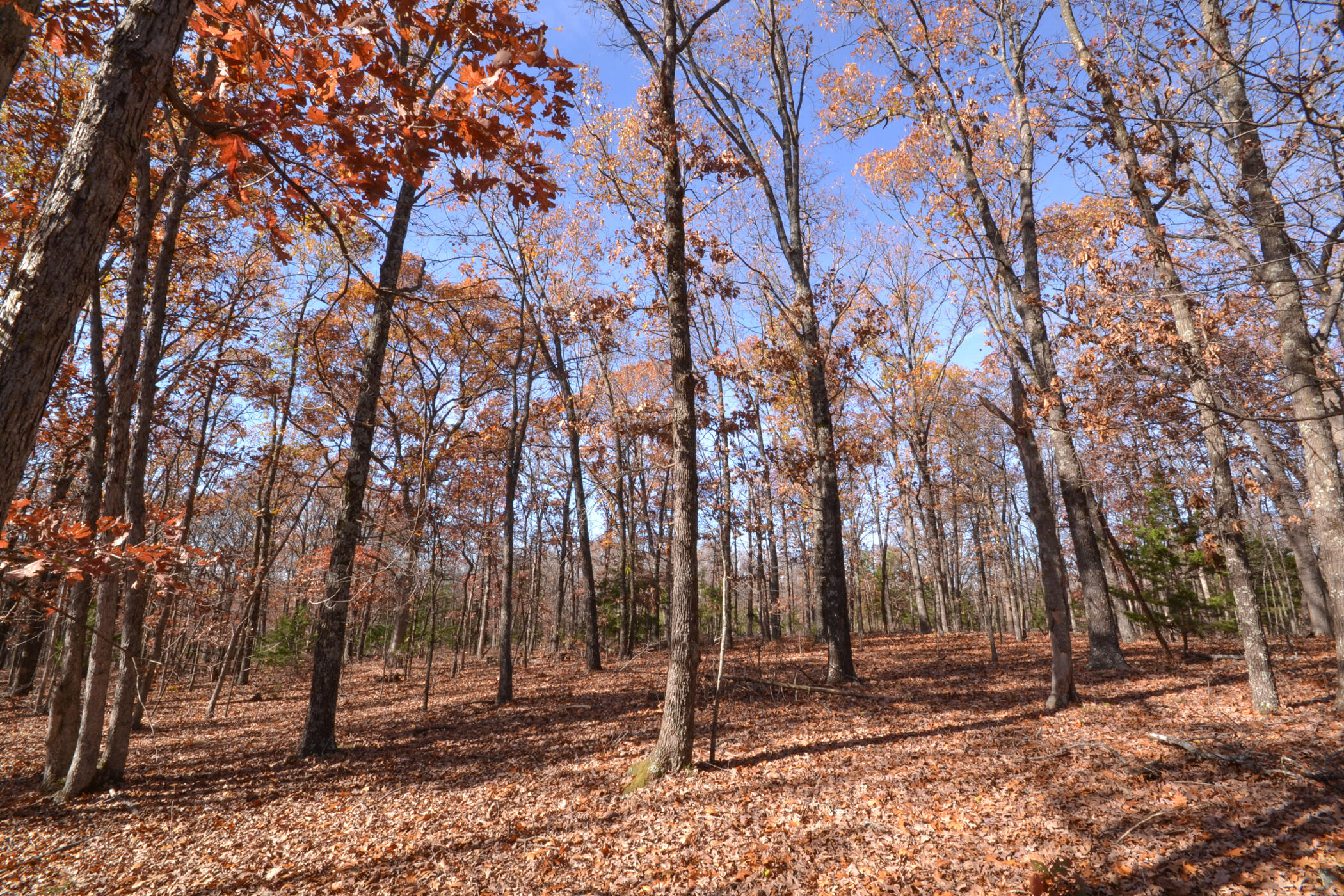 000 South Highway Aa Property Photo 11