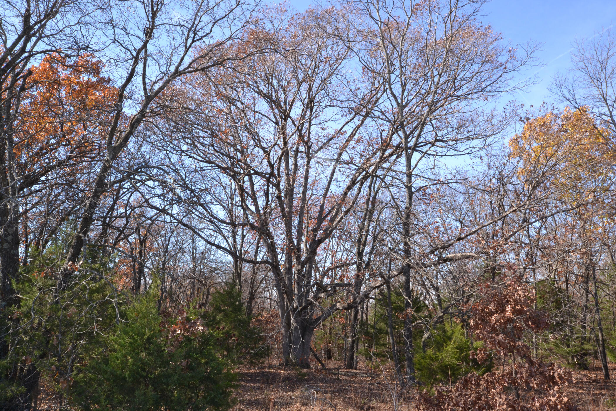 000 South Highway Aa Property Photo 18